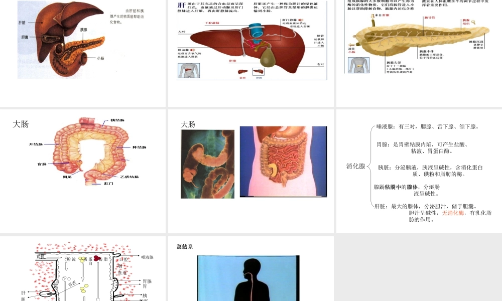八年级科学上册 第七章第一节食物的消化和吸收课件 华东师大版