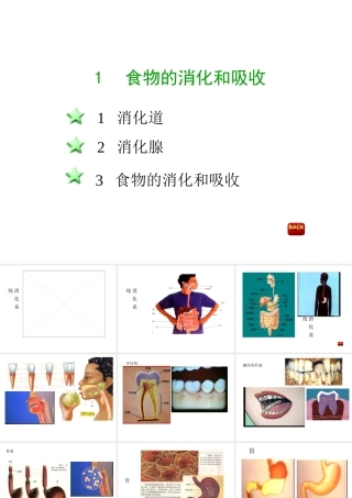 八年级科学上册 第七章第一节食物的消化和吸收课件 华东师大版