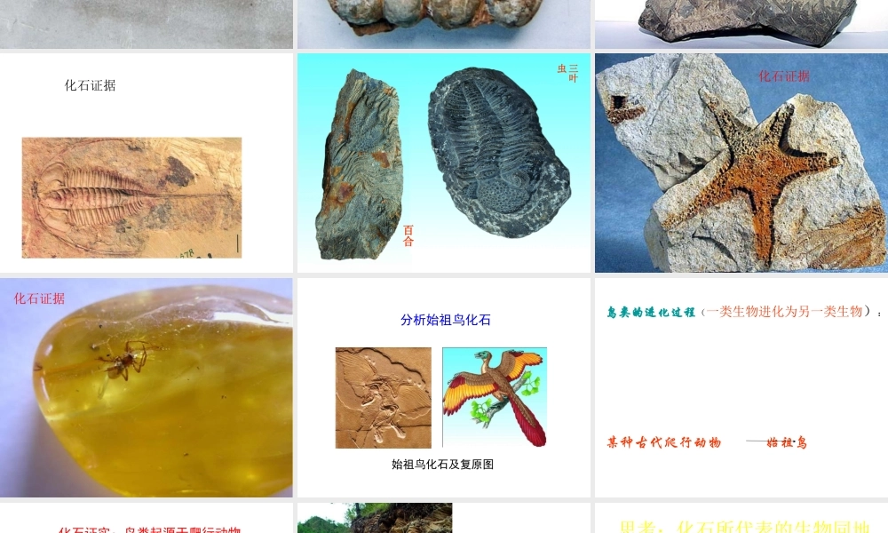 八年级生物下册 第7单元 生命的延续与进化 第23章 第2节《生物进化的历程》课件3 （新版）苏科版-（新版）苏科级下册生物课件