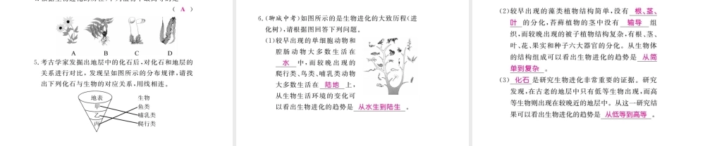 八年级生物下册 第7单元 生命的延续与进化 第23章 第2节《生物进化的历程》探究课件 （新版）苏科版-（新版）苏科版初中八年级下册生物课件