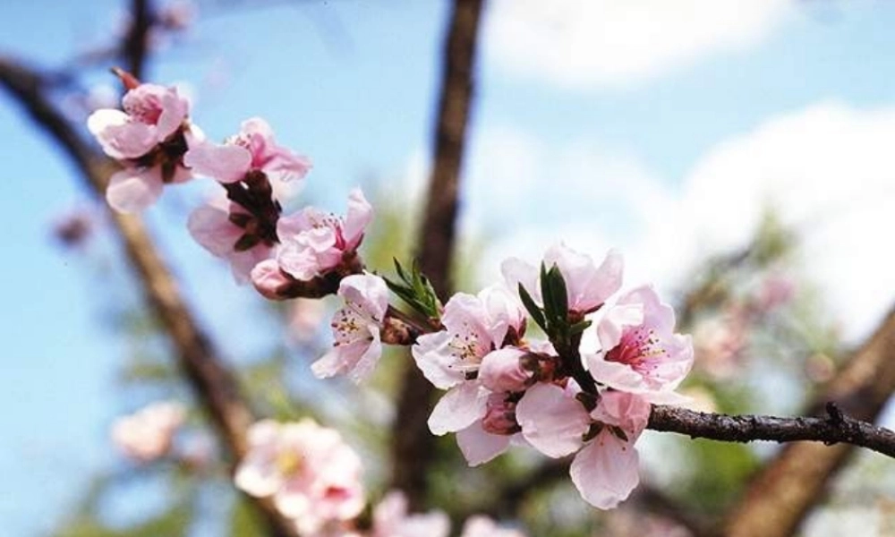 八年级科学上册 植物的有性生殖与发育课件 华东师大版