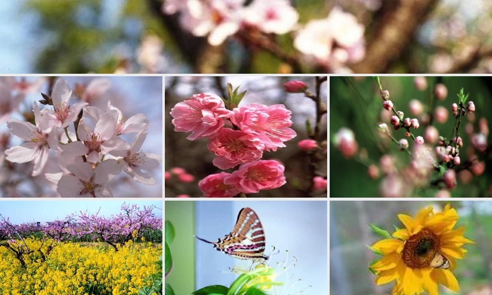 八年级科学上册 植物的有性生殖与发育课件 华东师大版