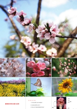 八年级科学上册 植物的有性生殖与发育课件 华东师大版