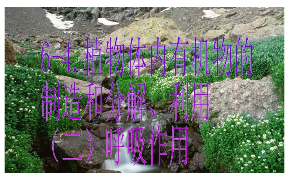 八年级科学上册 植物体内有机物的制造和分解、利用（二）呼吸作用课件 华师大版