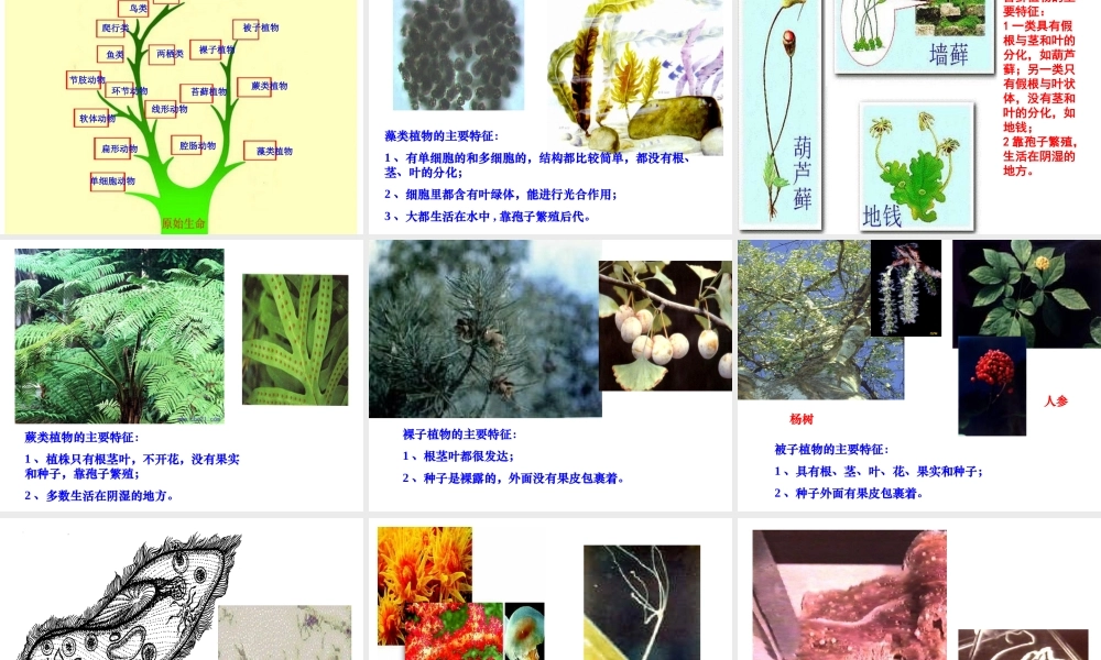 八年级生物下册 第7单元 生命的延续与进化 第23章 第2节《生物进化的历程》同步课件 （新版）苏科版-（新版）苏科级下册生物课件