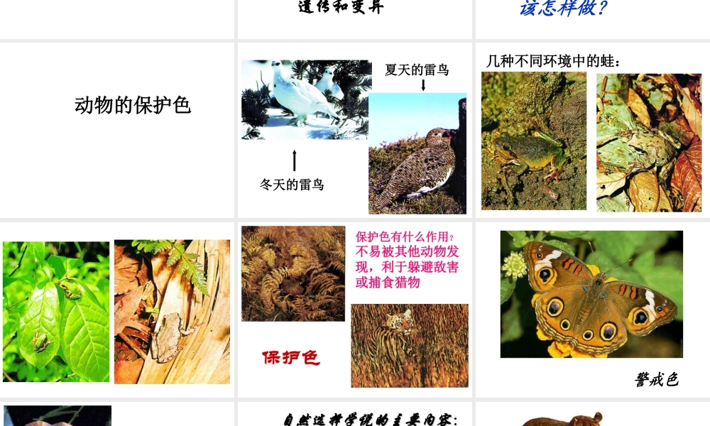 八年级生物下册 第7单元 生命的延续与进化 第23章 第3节《生物进化的原因》教学课件 （新版）苏科版-（新版）苏科级下册生物课件