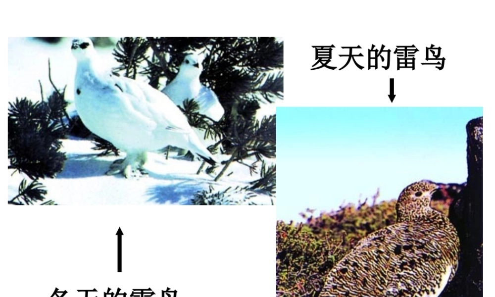 八年级生物下册 第7单元 生命的延续与进化 第23章 第3节《生物进化的原因》课件1 （新版）苏科版-（新版）苏科级下册生物课件