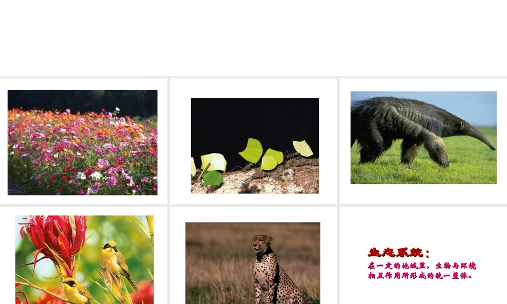 八年级生物下册 第25章第1节《生态系统的组成》课件 苏教版