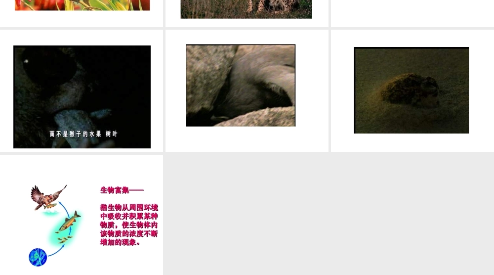 八年级生物下册 第25章第1节《生态系统的组成》课件 苏教版