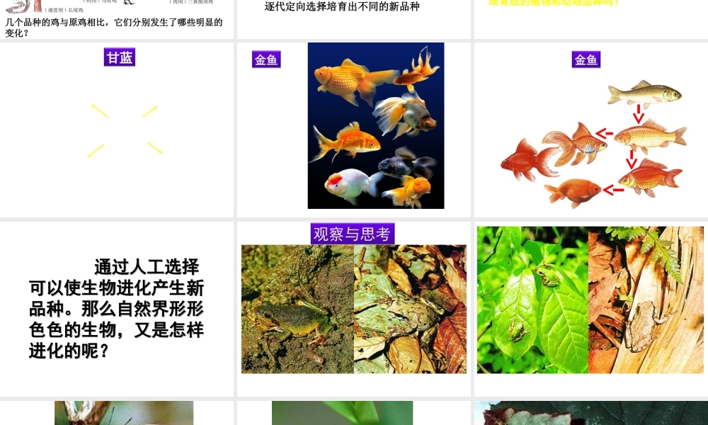 八年级生物下册 第7单元 生命的延续与进化 第23章 第3节《生物进化的原因》课件2 （新版）苏科版-（新版）苏科版初中八年级下册生物课件