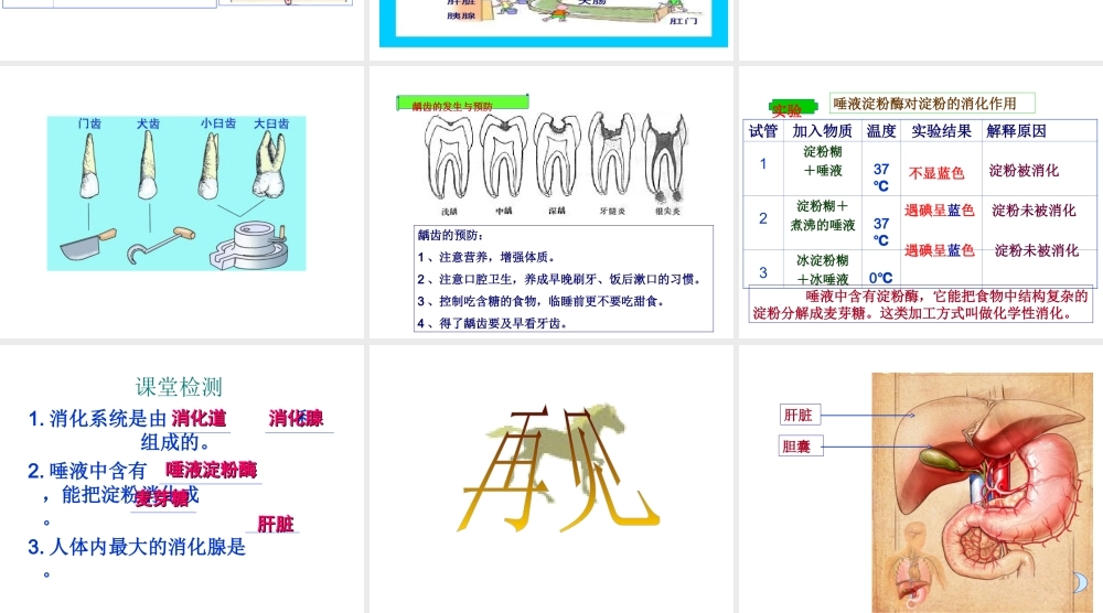 八年级科学上册 食物的消化和吸收课件 华东师大版