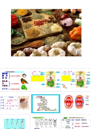 八年级科学上册 食物的消化和吸收课件 华东师大版