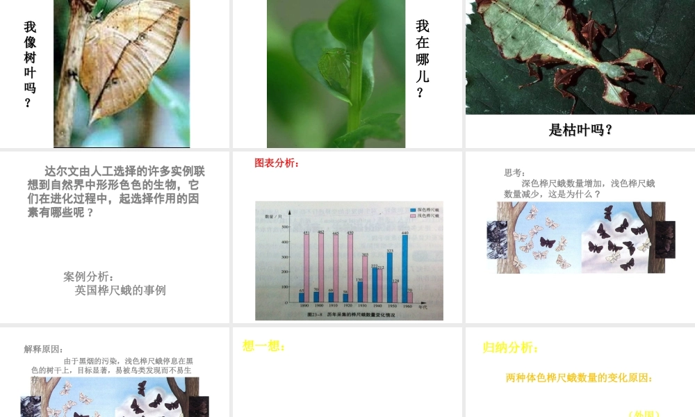 八年级生物下册 第7单元 生命的延续与进化 第23章 第3节《生物进化的原因》课件2 （新版）苏科版-（新版）苏科级下册生物课件