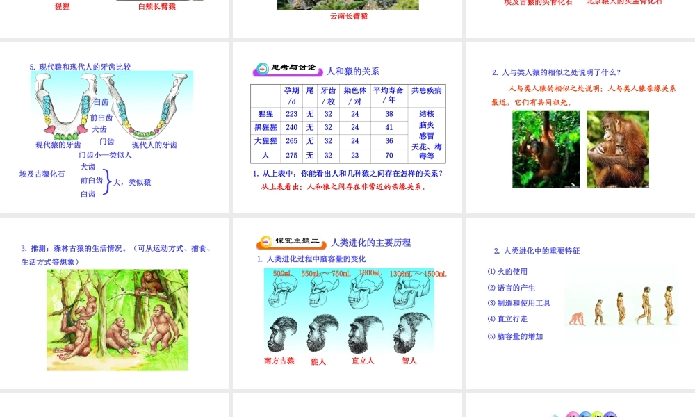 八年级生物下册 第7单元 生命的延续与进化 第23章 第4节《人类的起源和进化》教学课件 （新版）苏科版-（新版）苏科版初中八年级下册生物课件