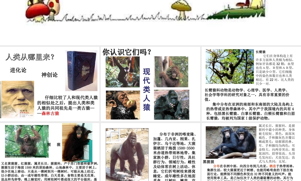 八年级生物下册 第7单元 生命的延续与进化 第23章 第4节《人类的起源和进化》课件1 （新版）苏科版-（新版）苏科级下册生物课件