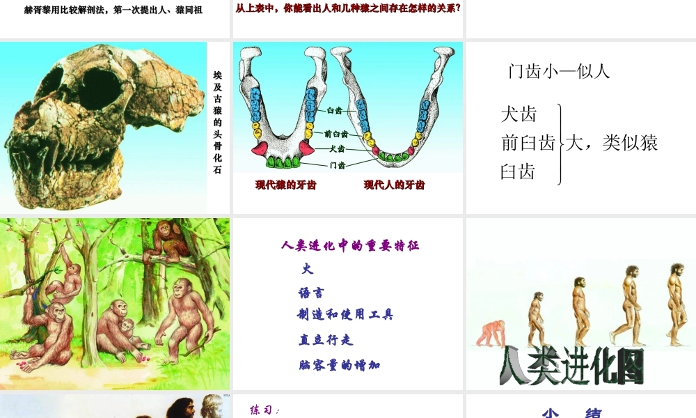 八年级生物下册 第7单元 生命的延续与进化 第23章 第4节《人类的起源和进化》课件2 （新版）苏科版-（新版）苏科版初中八年级下册生物课件