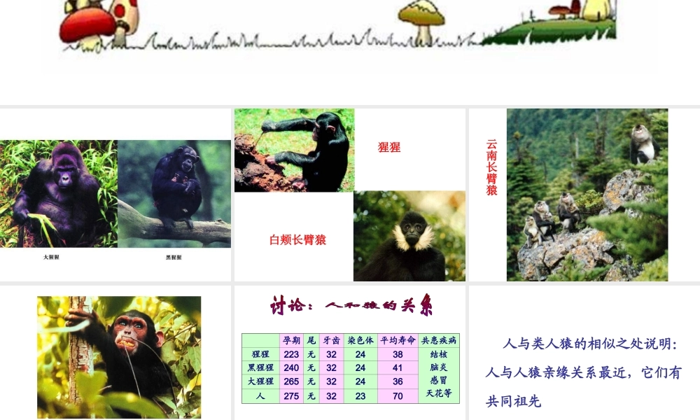 八年级生物下册 第7单元 生命的延续与进化 第23章 第4节《人类的起源和进化》课件2 （新版）苏科版-（新版）苏科级下册生物课件