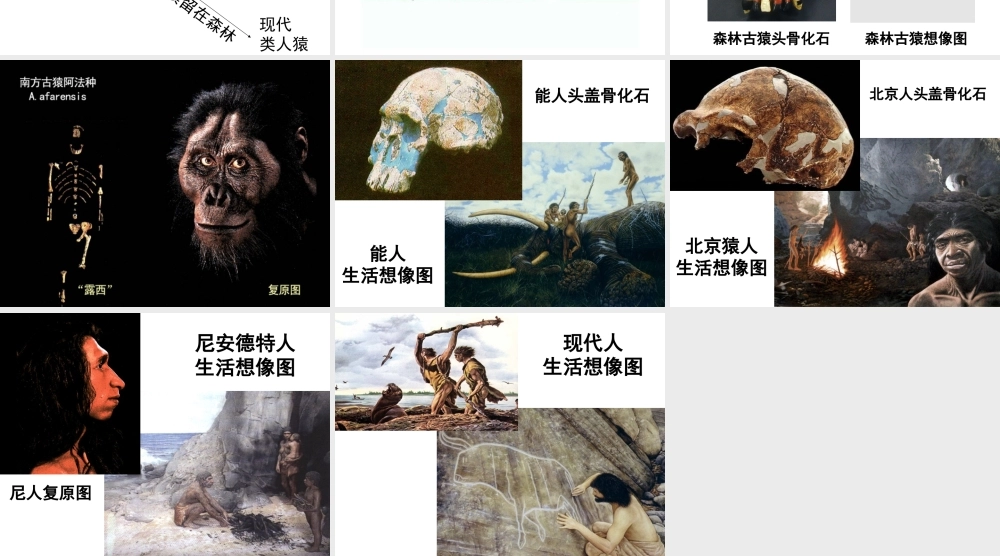 八年级生物下册 第7单元 生命的延续与进化 第23章 第4节《人类的起源和进化》课件3 （新版）苏科版-（新版）苏科版初中八年级下册生物课件