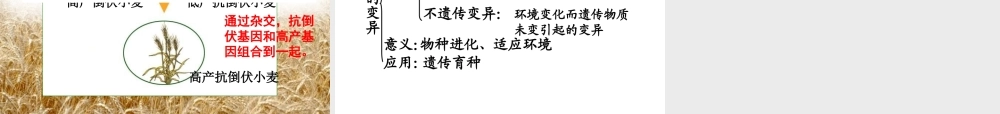八年级生物下册 第六单元 第二章 第二节 变异课件 冀少版-人教级下册生物课件