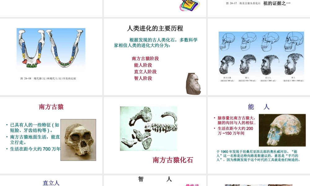 八年级生物下册 第7单元 生命的延续与进化 第23章 第4节《人类的起源和进化》课件4 （新版）苏科版-（新版）苏科级下册生物课件
