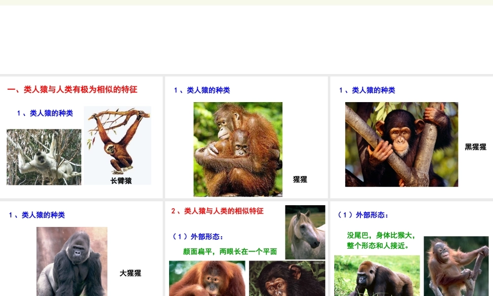 八年级生物下册 第7单元 生命的延续与进化 第23章 第4节《人类的起源和进化》探究课件 （新版）苏科版-（新版）苏科版初中八年级下册生物课件