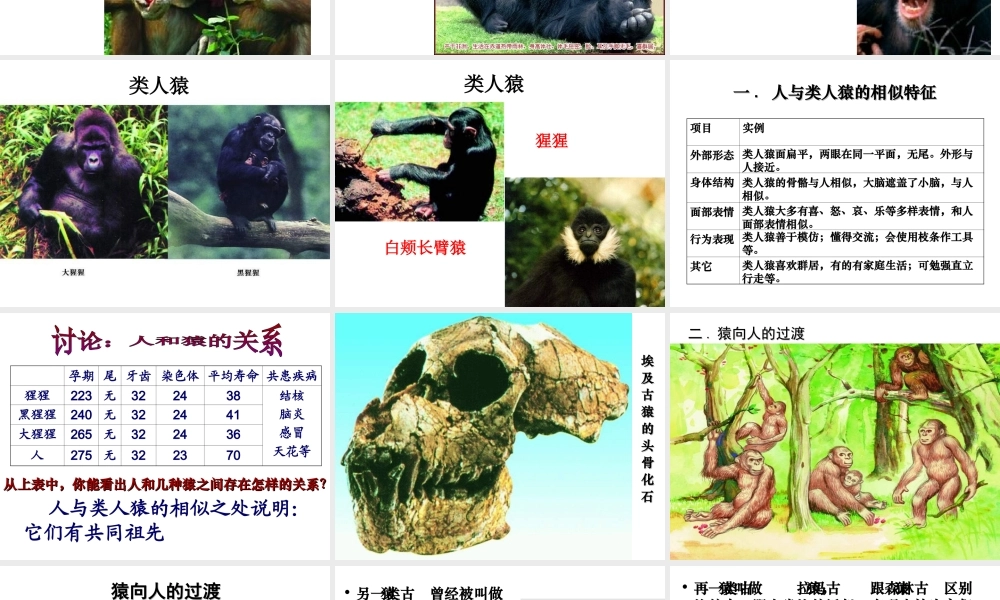 八年级生物下册 第7单元 生命的延续与进化 第23章 第4节《人类的起源和进化》同步课件 （新版）苏科版-（新版）苏科级下册生物课件