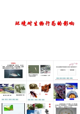 八年级科学上册《环境对生物行为的影响》课件2 浙教版