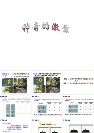 八年级科学上册《神奇的激素》课件2 浙教版