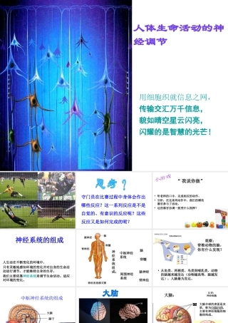 八年级科学下册 第7章 第2节 人体生命活动的神经调节课件 （新版）华东师大版-（新版）华东师大版初中八年级下册自然科学课件