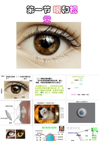八年级科学下册 3.1 眼和视觉课件 （新版）华东师大版-（新版）华东师大版初中八年级下册自然科学课件