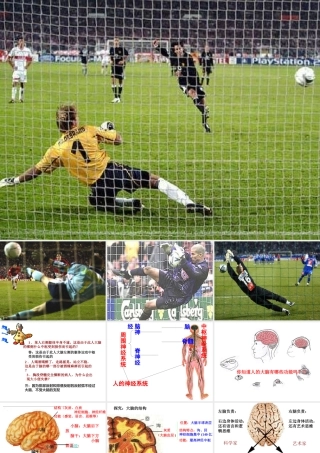 八年级科学下册 第7章 生命活动的调节 2 人体生命活动的神经调节课件（2） 华东师大版-华东师大版初中八年级下册自然科学课件