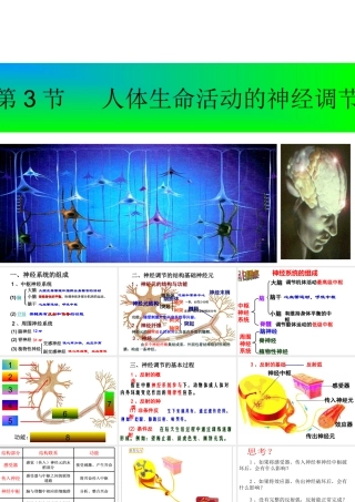 八年级科学下册 第7章 生命活动的调节 2 人体生命活动的神经调节课件（3） 华东师大版-华东师大版初中八年级下册自然科学课件