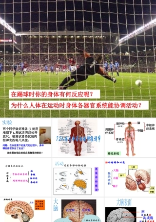 八年级科学下册 第7章 生命活动的调节 2 人体生命活动的神经调节课件（5） 华东师大版-华东师大版初中八年级下册自然科学课件