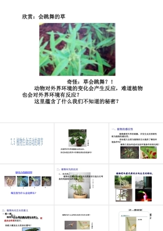 八年级科学下册 第7章 生命活动的调节 5 植物生命活动的调节课件（1） 华东师大版-华东师大版初中八年级下册自然科学课件