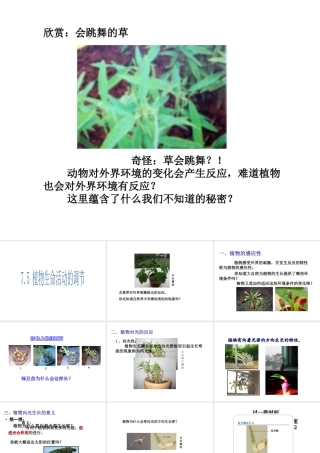 八年级科学下册 第7章 生命活动的调节 5 植物生命活动的调节课件（2） 华东师大版-华东师大版初中八年级下册自然科学课件
