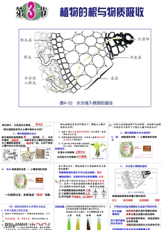 八年级科学下册 4.3 植物的根与物质吸收（第2课时）课件 （新版）浙教版-（新版）浙教版初中八年级下册自然科学课件