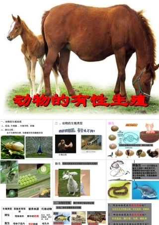 八年级科学下册 第八章第一节动物的有性生殖课件 华东师大版