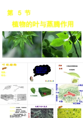 八年级科学下册 4.5 植物的叶与蒸腾作用课件 （新版）浙教版-（新版）浙教版初中八年级下册自然科学课件