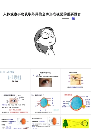 八年级科学下册 第3章 人体的感觉 1 眼与视觉（第1课时）课件 华东师大版-华东师大版初中八年级下册自然科学课件