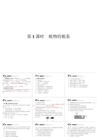 八年级科学下册 第四章 第3节 植物的根与物质吸收 第1课时 植物的根系课件 （新版）浙教版-（新版）浙教版初中八年级下册自然科学课件