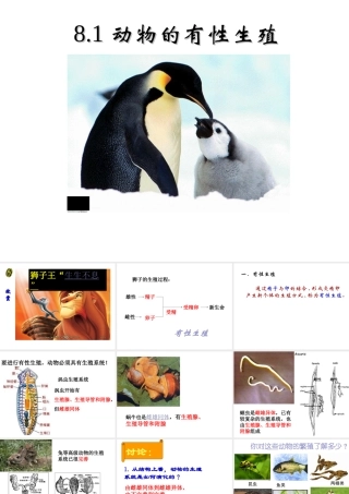 八年级科学下册 动物的有性生殖课件 华东师大版