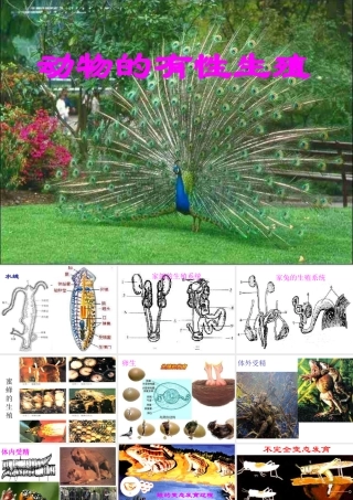 八年级科学下册 动物的有性生殖课件（二） 华师大版