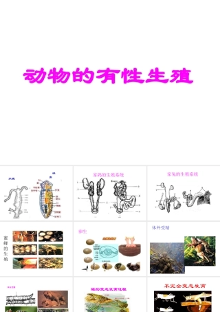 八年级科学下册 动物的有性生殖课件2 华师大版