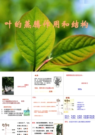 八年级科学下册第3章 植物与土壤 第五节 叶的蒸腾作用和结构 课件浙教版