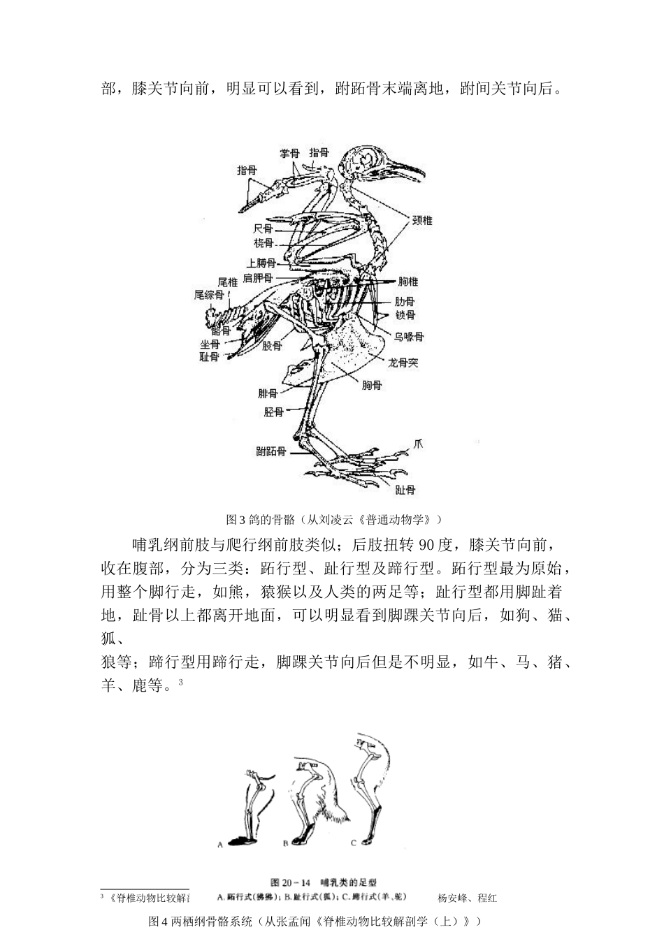 动物附肢关节结构的分析和进化过程推演分析研究  兽医学管理专业_第3页