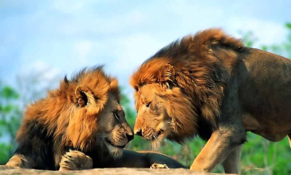 安徽省亳州市风华中学八年级生物《第三节 社会行为》课件