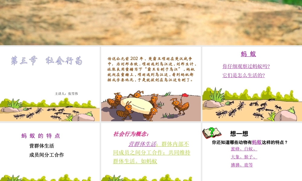 安徽省亳州市风华中学八年级生物《第三节 社会行为》课件