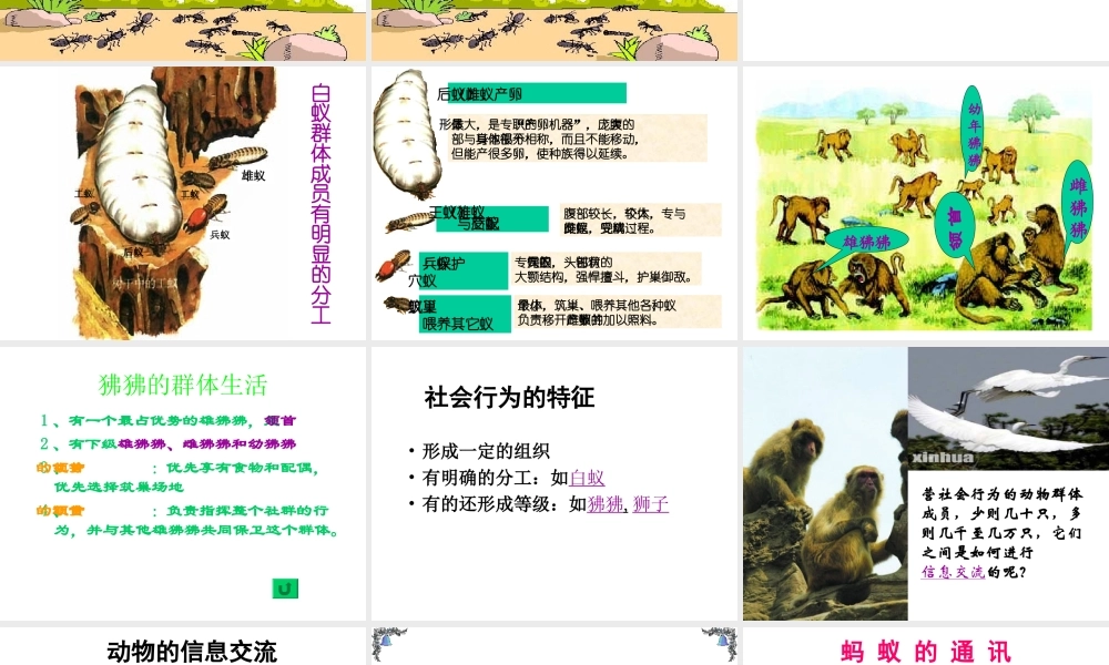 安徽省亳州市风华中学八年级生物《第三节 社会行为》课件