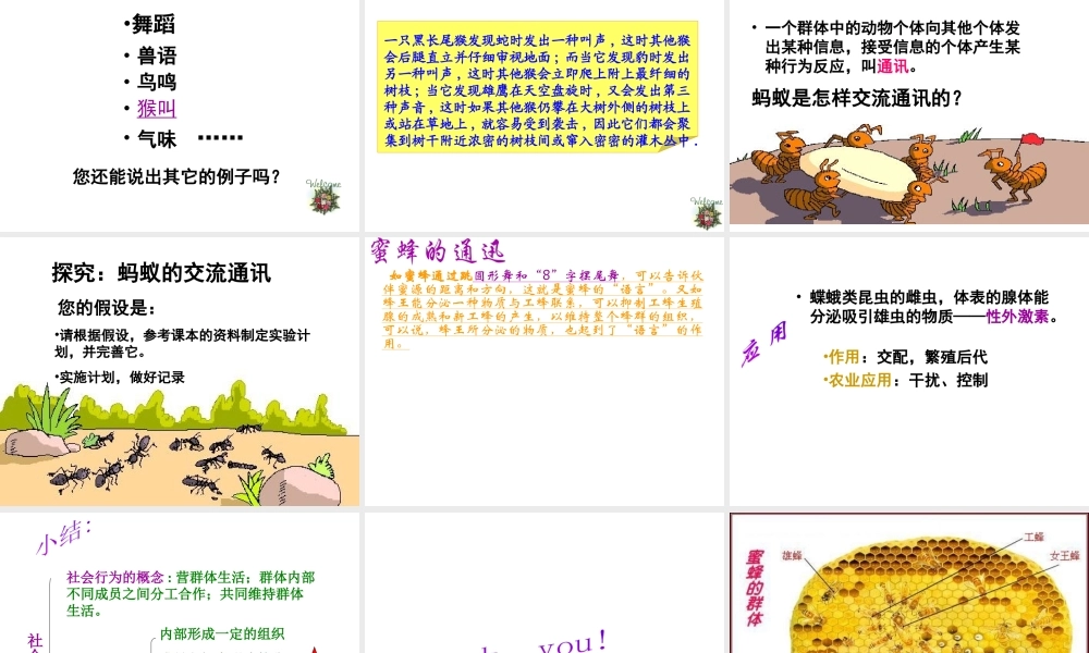 安徽省亳州市风华中学八年级生物《第三节 社会行为》课件