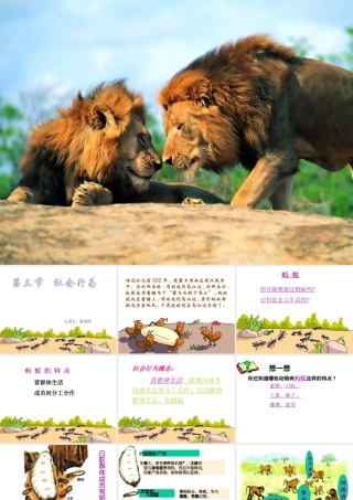 安徽省亳州市风华中学八年级生物《第三节 社会行为》课件